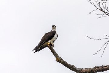Western osprey with  caught fish in flight.Natural scene from USA