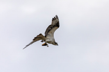 Western osprey with  caught fish in flight.Natural scene from USA