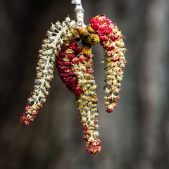 Poplar tree catkins in the springtime