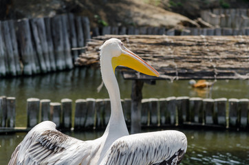 big white pelican on the lake