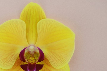 Fototapeta na wymiar Yellow orchid flower closeup in a light pink background. Top view, copy space.