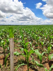 corn plantation, young corn field