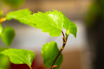 Young birch leaves. Macro photo. - 348918224