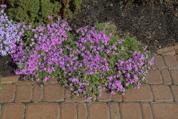 Obraz premium many small red flowers with ornamental plants on the stone brown sidewalk in the park