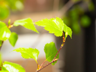 Young birch leaves. Macro photo. - 348918260
