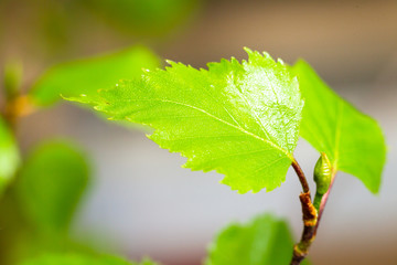 Young birch leaves. Macro photo. - 348918271