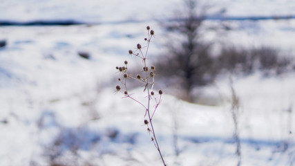 snow covered branches