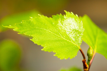 Young birch leaves. Macro photo. - 348918297