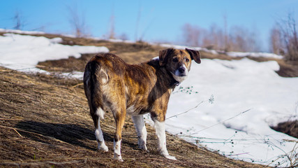 dog running in the snow winter landscape with snow  portrait of a dog