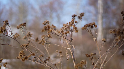 grass in the snow