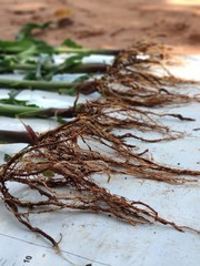 corn plants with roots in evidence