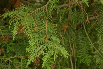 thin branch with green needles on a fir tree outdoors in nature