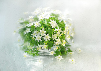 Beautiful bouquet of white primrose on a white background