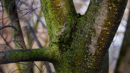 green moss on a tree in the forest tree trunk with green leaves