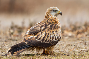 A selective focus of a red kite standing on the ground covered in the grass with a blurry background