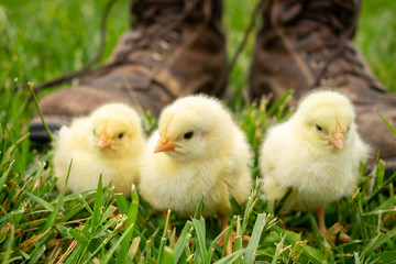 three chicks with work boots