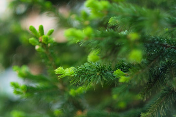 Macro shot of a young light green fir branch, close up. Blur background
