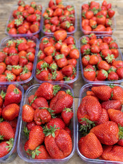 Ripe red strawberries in plastic boxes. Selling a fresh crop of berries at a farmers market.