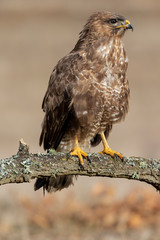 Common buzzard, Buteo buteo, vertical shot of an individual perched on a log on a uniform background. Spain