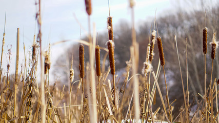 reeds with belly and snow in the winter forest