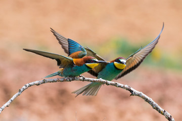 European Bee-eater, Merops apiaster, two individuals perched on a branch with open wings on a blurred background.