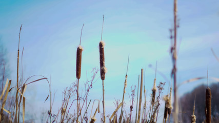 reeds with belly and snow in the winter forest