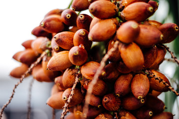 Frutos de palmeiras