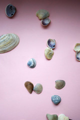 Shells on a pink background