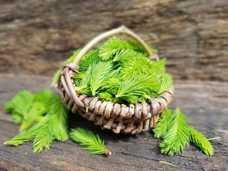 tannenwipfelsirup, wipfelhonig aus fichtenspitzen