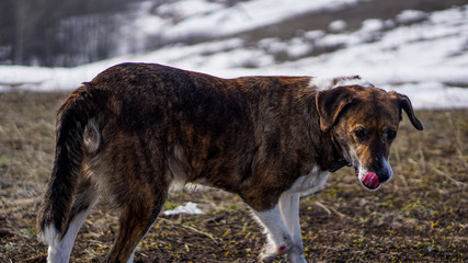 dog running in the snow winter landscape with snow  portrait of a dog