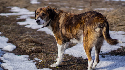 dog running in the snow winter landscape with snow  portrait of a dog