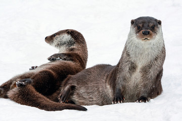 Two river European otters play in the snow.