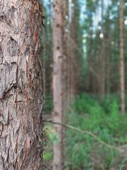 eucalyptus plantation, with a tree of woody barks in evidence.