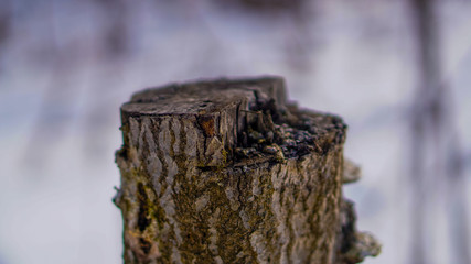 stump in the forest closeup in winter