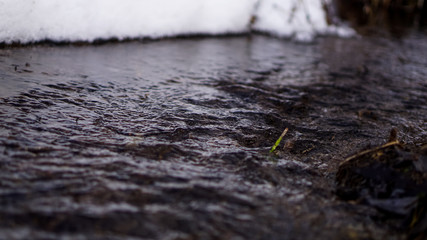 green sprouts in a stream in a winter forest
