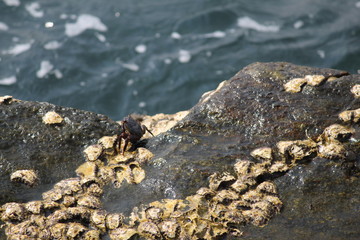 Crab on rock