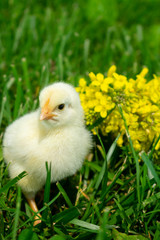 baby chick in grass with yellow flowers