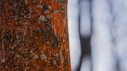 orange tree with moss in the winter forest close up