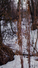 plants in the forest close up in winter