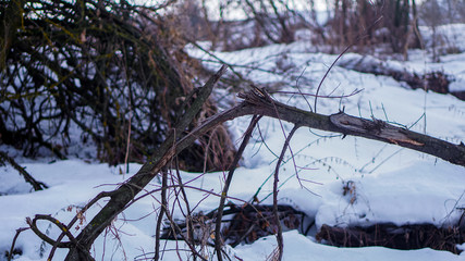 plants in the forest close up in winter