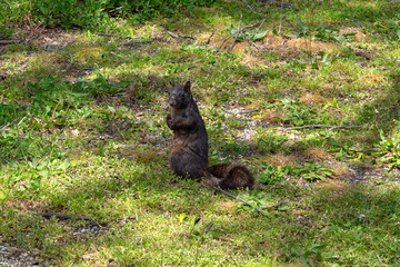 a black squirrel sitting on its hind legs in  a patch of grass looking directly at the camera