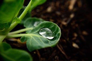 Water Drop in Green Leaf