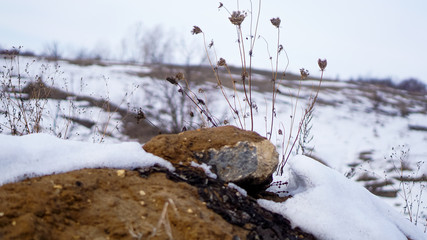 stone with a plant in winter