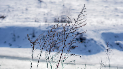 plants  close up in winter
