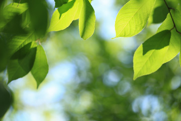Fototapeta na wymiar Blurred nature background, green leaves in sunlight