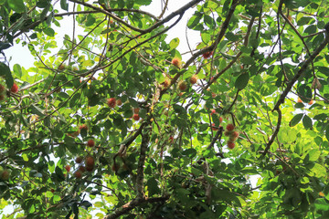 Rambutan planted in the rambutan garden, Fresh Fruit Rambutan Tree in Thailand.