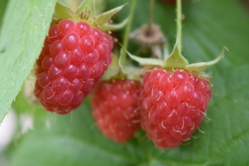 raspberries on twigs in the garden