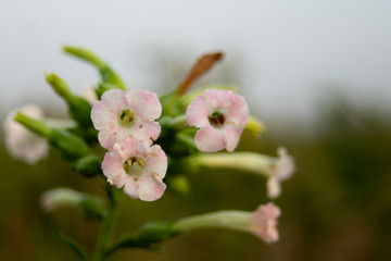 flowers in raining season, water drop on flowers after rain.