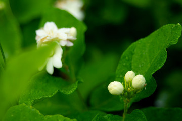 flowers in raining season, water drop on flowers after rain.