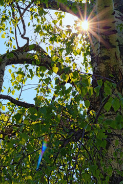 Scenic morning spring photo. The rays of the sun break through the green leaves and branches of birch tree. Concept of landscape and nature. Ukraine